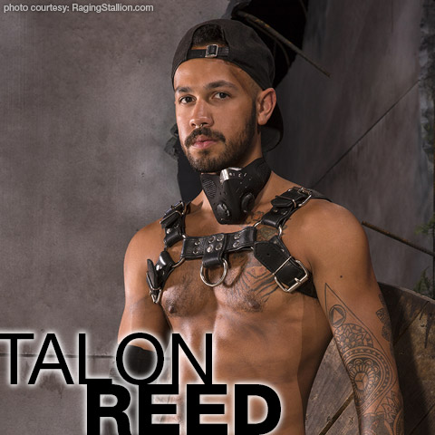 Talon Reed Raging Stallion American Gay Porn Star Gay Porn 134602 gayporn star