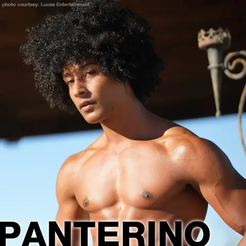 Panterino Muscular Power Bottom Gay Porn Star Gay Porn 141168 gayporn star